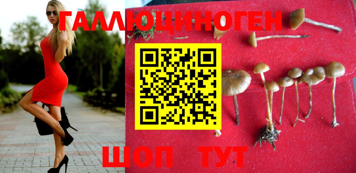 Галлюциногенные грибы Psilocybe Бердск